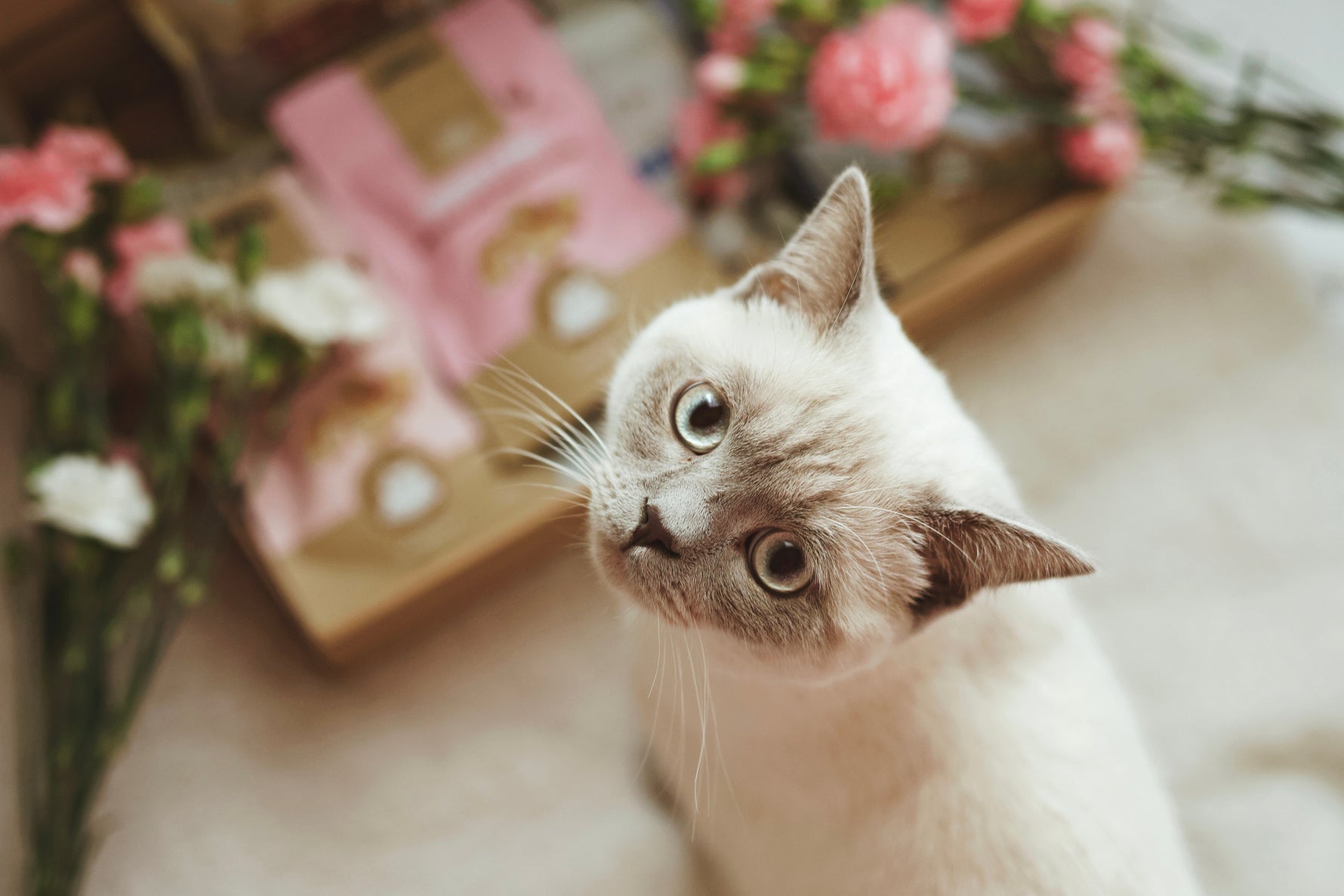 Eine Katze, die fragend schaut, ob man die Leckerlis im Hintergrund öffnen kann.