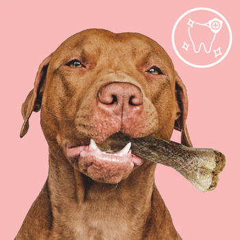 MERSJO salmon chew bone for dogs 13.5 cm - healthy skin and coat