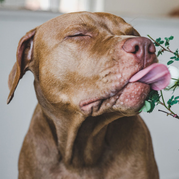 Natural dog chew with beef bone and meat, treat, delicacy, Mersjo