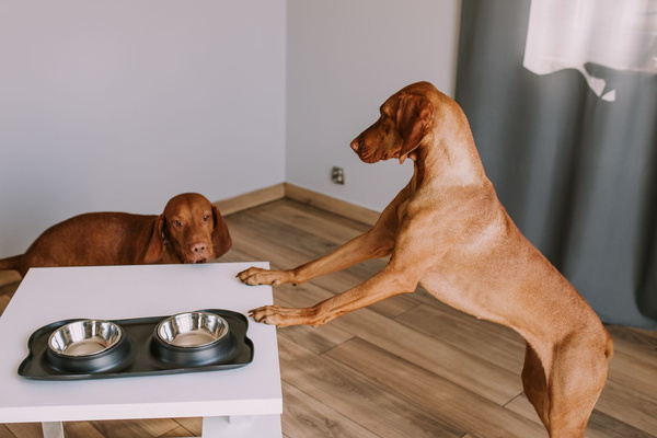 Double dog bowl black ANTI-SKIP