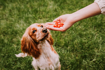 Cat treat - Mini sushi with duck and cod 50g