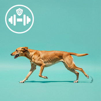 MERSJO Fasanen-Funktionsknochen für Hunde 13,5 cm - Energie und Verdauung