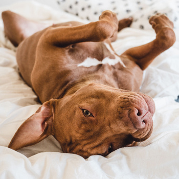 Natürlicher Hundekauartikel mit Rinderknochen und Fleisch, Leckerli, Mersjo