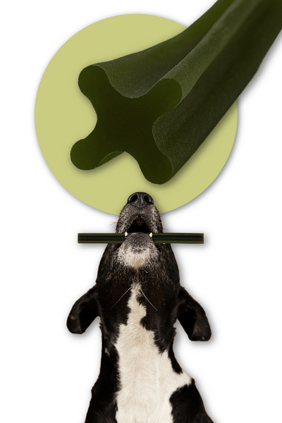 Przekąska stomatologiczna dla psów - wołowina z algami i ekstraktem z zielonej herbaty (28 sticków)