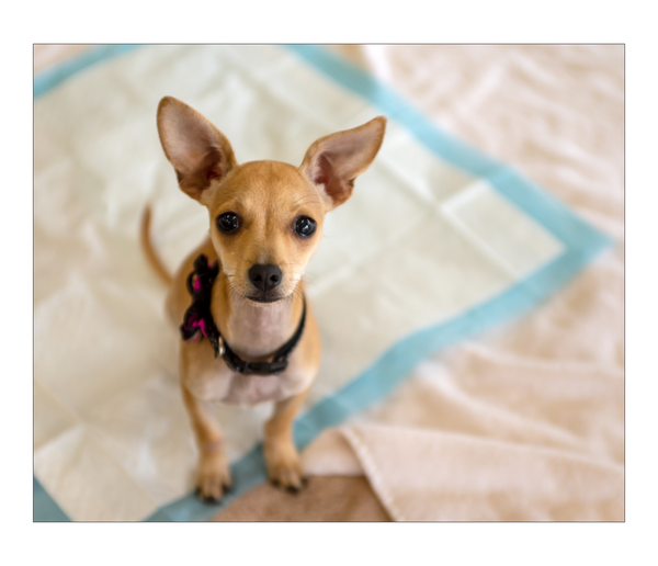 Absorbent Hygiene Pads for Pets M 40x60 (100 pcs).