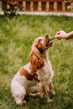 Zahnsnack für Hunde Dental Sticks, natürlicher Zahnsnack, gesunde Zähne und Zahnfleisch, zum Verwöhnen und als Ergänzung zu einer gesunden Ernährung - S 28 Stück
