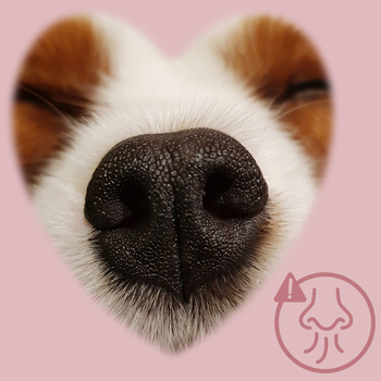 MERSJO tender beef snack for puppies and seniors 100% natural