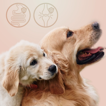 MERSJO tender beef snack for puppies and seniors 100% natural