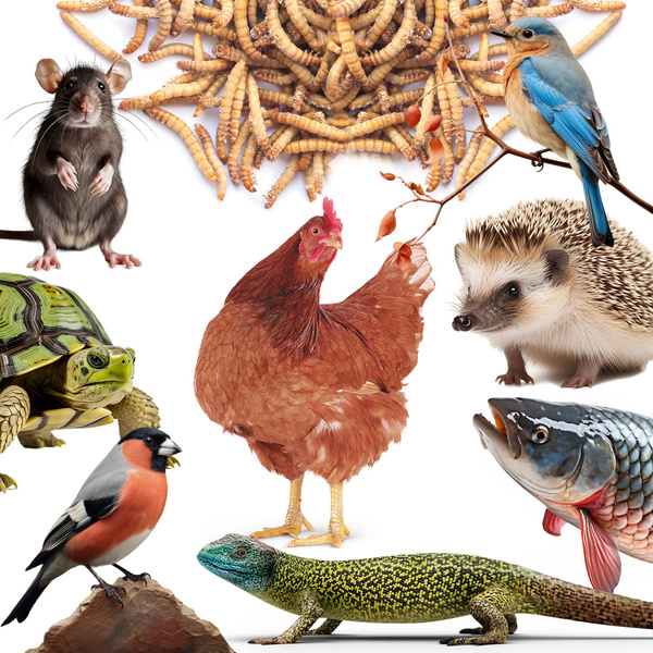 Suszone larwy mącznika, karma dla koi, gryzoni, jeży, ptaków, gadów, ryb, Mersjo 6,5l 1kg