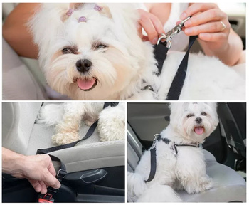 Autosicherheitsgurt für Hund, Katze