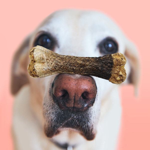 MERSJO Lachs-Kauknochen für Hunde 13,5 cm - gesunde Haut und gesundes Fell