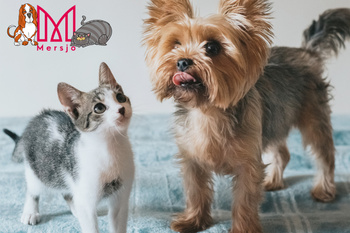 Cat treat - Mini duck slices 50g