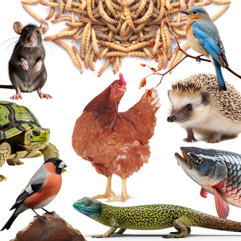 Getrocknete Larven der Weißen Fliege, Futter für Koi, Nager, Igel, Vögel, Reptilien, Fische, Mersjo 6,5l 1kg