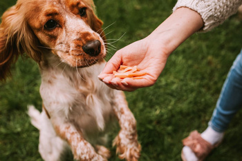 Katzenleckerli - Mini-Lachsscheiben 50g