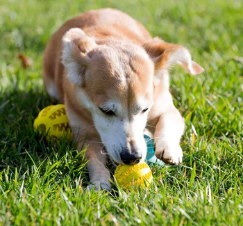 Ball for dog treats SNACK BOWL