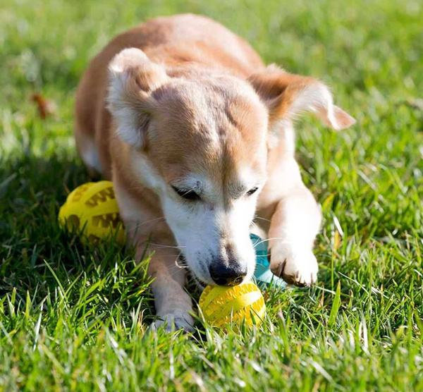 Ball for dog treats SNACK BOWL