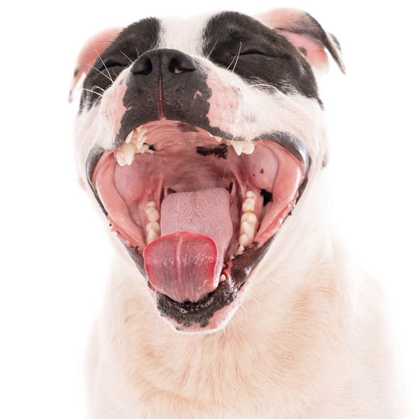 Natürlicher Hundekauartikel mit Rinderknochen und Fleisch, Leckerli, Mersjo