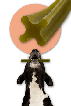 Dental-Snack für Hunde – Mersjo Dental Sticks – Kaninchen mit Papaya und Cranberry