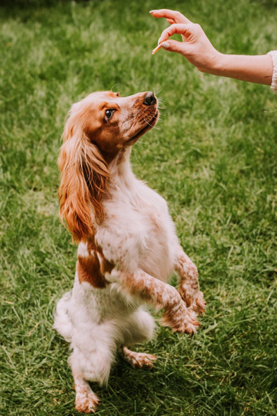Cat treat - Mini salmon slices 50g