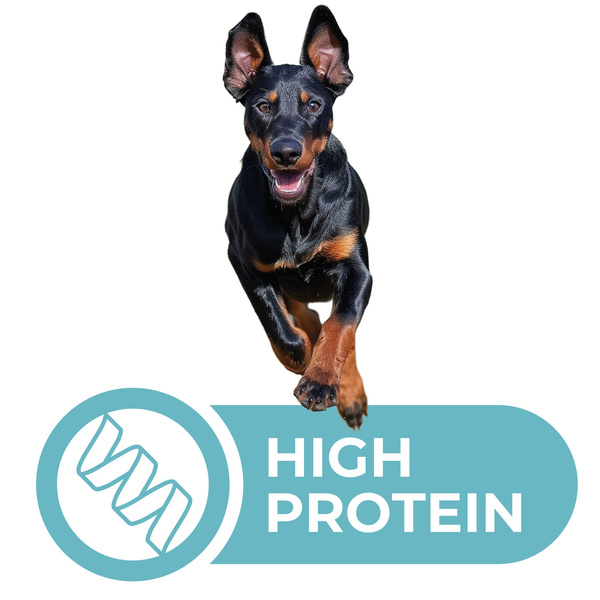 Natural dog chew with beef bone and meat, treat, delicacy, Mersjo