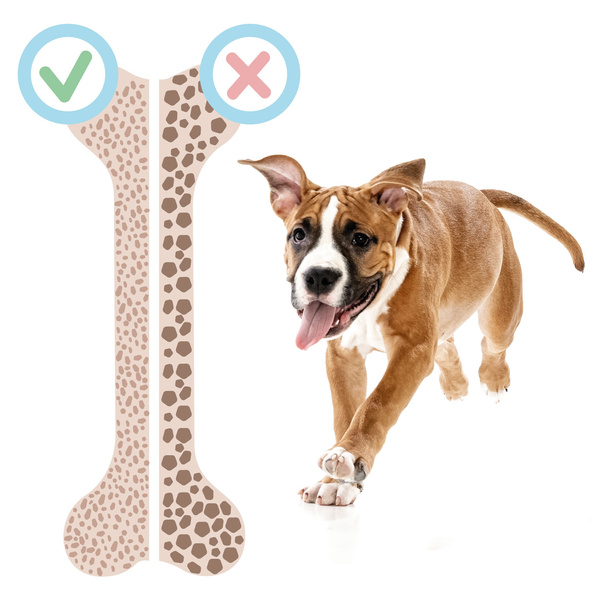 Natural dog chew with beef bone and meat, treat, delicacy, Mersjo