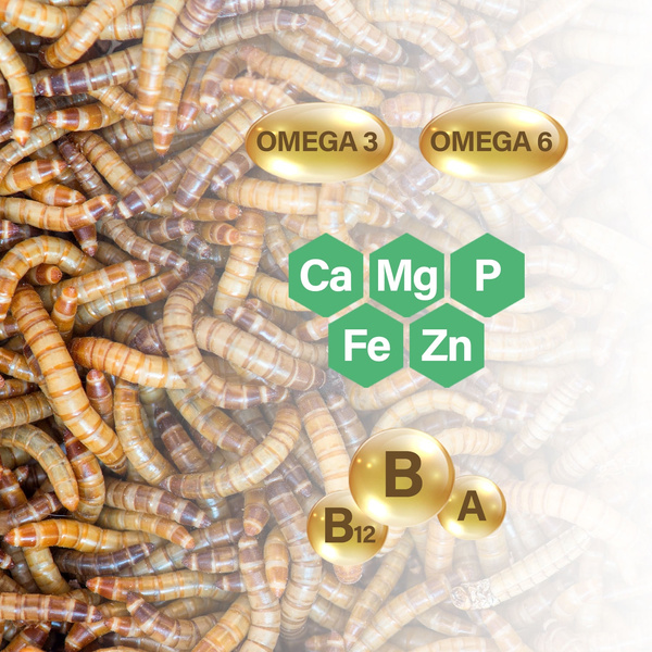 Getrocknete Larven der Weißen Fliege, Futter für Koi, Nager, Igel, Vögel, Reptilien, Fische, Mersjo 6,5l 1kg