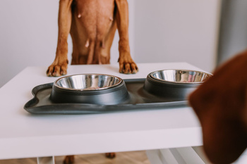 Double dog bowl black ANTI-SKIP