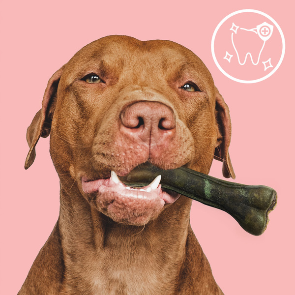 MERSJO quail chewing bone for dogs 13.5 cm - fresh breath