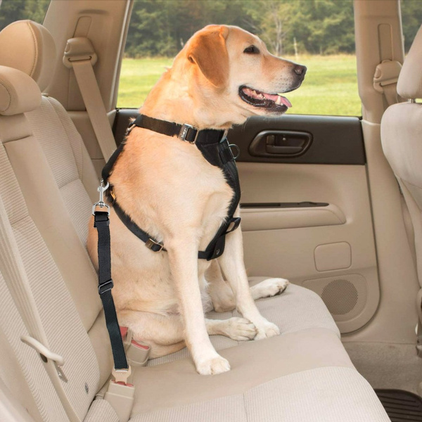 Car seat belt for dog, cat