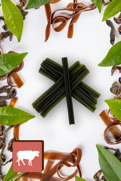 Przekąska stomatologiczna dla psów - wołowina z algami i ekstraktem z zielonej herbaty (28 sticków)