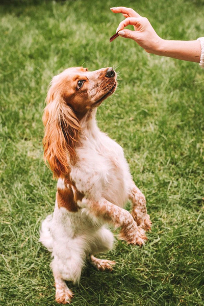 Cat treat - Mini duck slices 50g