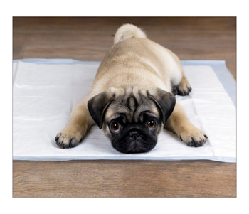 Absorbent Hygiene Pads for Pets M 40x60 (100 pcs).