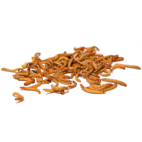 Getrocknete Larven der Weißen Fliege, Futter für Koi, Nager, Igel, Vögel, Reptilien, Fische, Mersjo 6,5l 1kg