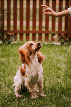 Cat treat - Mini sushi with duck and cod 50g