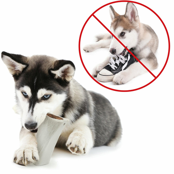 Natural dog chew with beef bone and meat, treat, delicacy, Mersjo